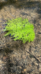 Callitriche stagnalis