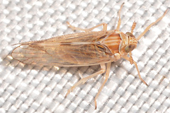 Javesella pellucida