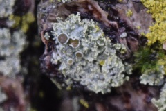 Physcia millegrana