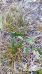 Liatris novae-angliae