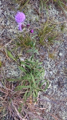 Liatris novae-angliae