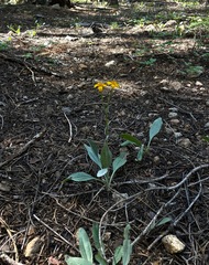 Arnica dealbata