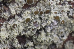 Physcia millegrana