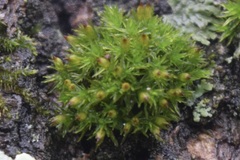 Ulota crispa