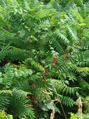 Sorbaria sorbifolia
