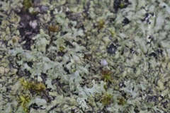 Phaeophyscia rubropulchra