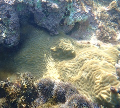 Pseudodiploria clivosa