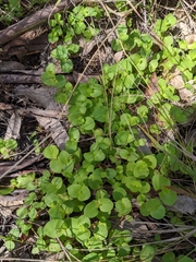 Gonocarpus micranthus