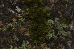 Ulota crispa