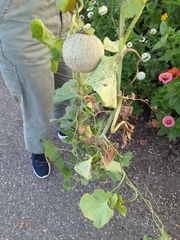 Cucumis melo