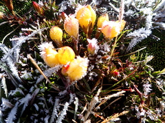 Gentianella hirculus
