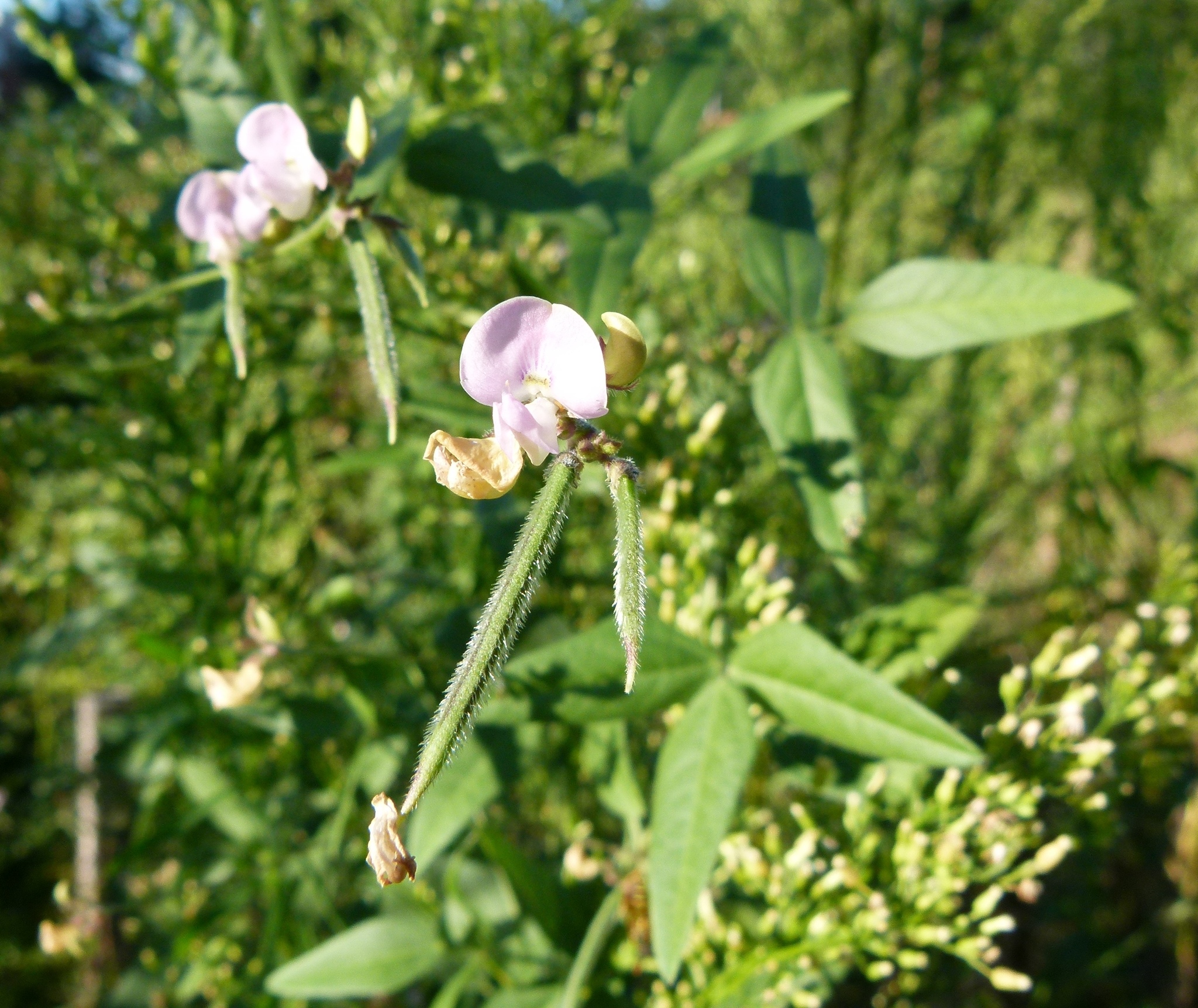 Strophostyles leiosperma