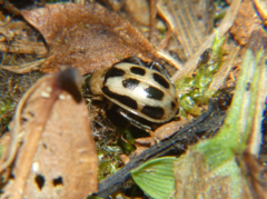 Cerotoma trifurcata