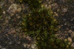 Orthotrichum anomalum