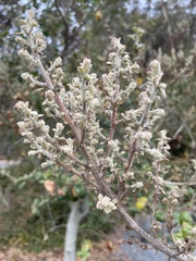 Cystotheca lanestris