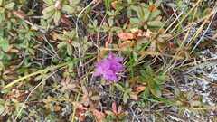 Rhododendron lapponicum