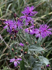 Vernonia missurica