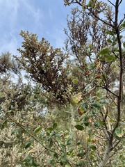 Cystotheca lanestris