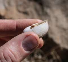 Dorcasia