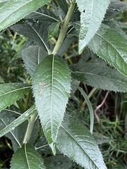 Vernonia missurica