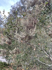 Cystotheca lanestris