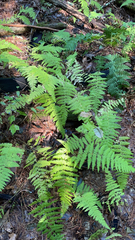 Dennstaedtia punctilobula