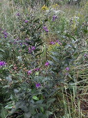 Vernonia missurica