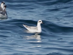Phalaropus fulicarius