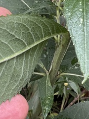 Vernonia missurica