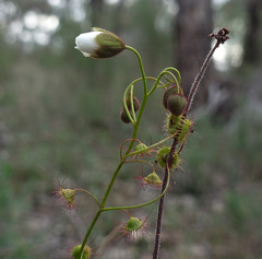 Drosera planchonii