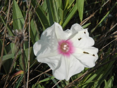 Ipomoea longifolia