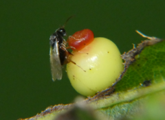 Synergini