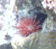 Echinometra lucunter