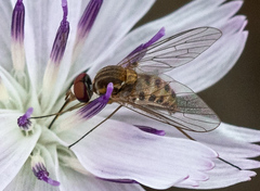 Phthiriinae