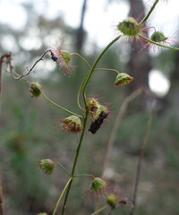 Drosera planchonii