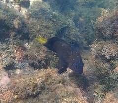 Microspathodon chrysurus