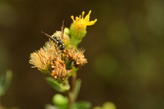 Parancistrocerus declivatus