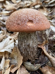 Leccinum