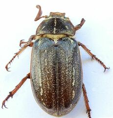 Polyphylla diffracta