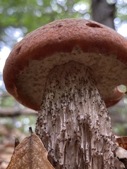 Leccinum