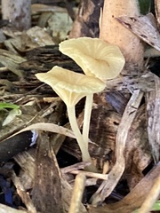 Gerronema strombodes