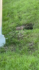 Marmota monax