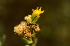 Parancistrocerus declivatus