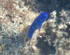 Microspathodon chrysurus