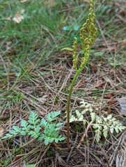 Sceptridium multifidum