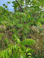 Sorbus aucuparia