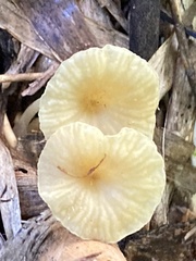 Gerronema strombodes