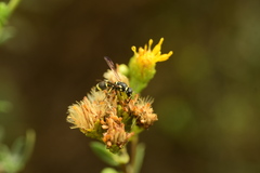 Parancistrocerus declivatus
