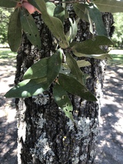 Quercus incana