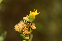 Parancistrocerus declivatus